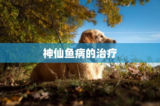 神仙魚病的治療