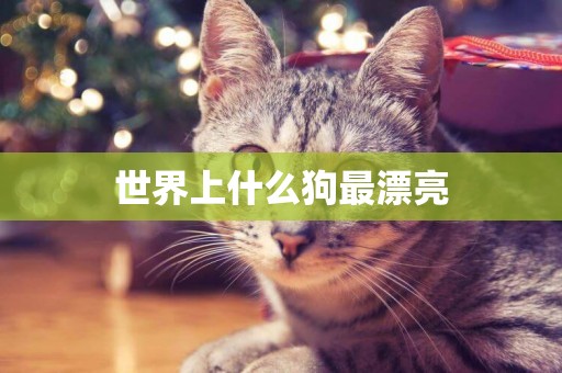 世界上什么狗最漂亮