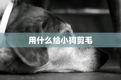 用什么給小狗剪毛