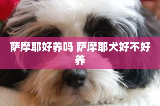 薩摩耶好養嗎 薩摩耶犬好不好養