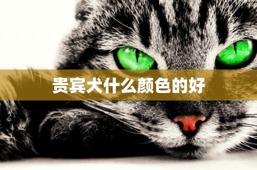 貴賓犬什么顏色的好