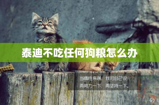 泰迪不吃任何狗糧怎么辦