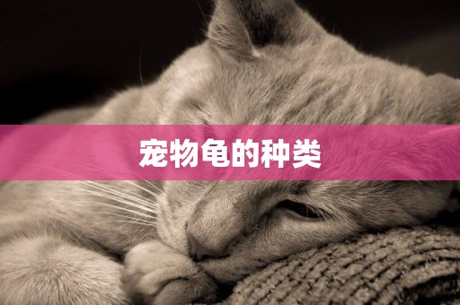 寵物龜的種類