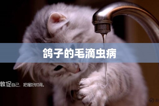 鴿子的毛滴蟲病