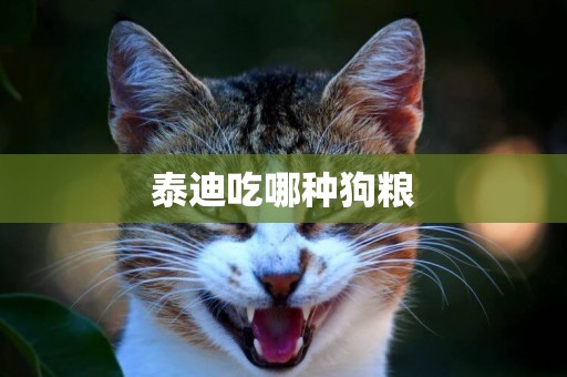 泰迪吃哪種狗糧