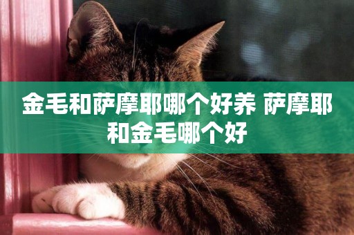 金毛和薩摩耶哪個好養 薩摩耶和金毛哪個好