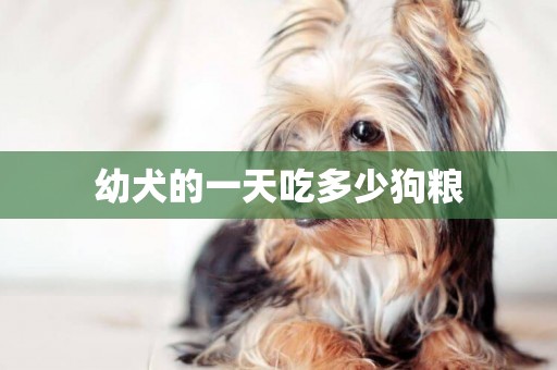 幼犬的一天吃多少狗糧