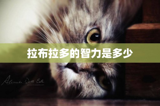 拉布拉多的智力是多少