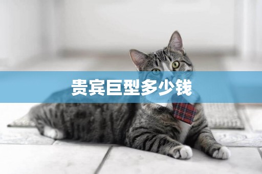 貴賓巨型多少錢