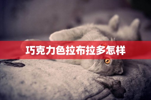 巧克力色拉布拉多怎樣