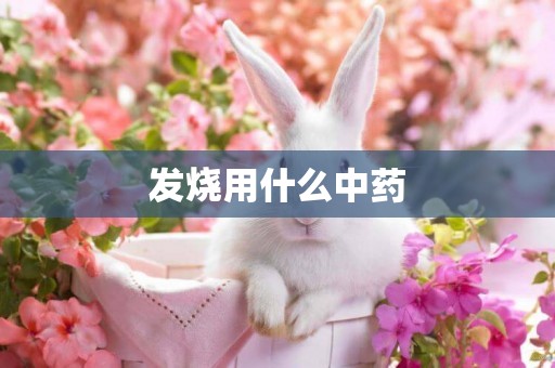 發燒用什么中藥