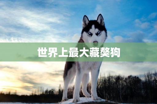 世界上最大藏獒狗