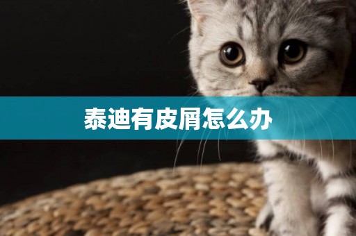 泰迪有皮屑怎么辦