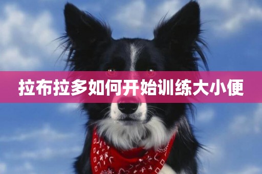 拉布拉多如何開始訓練大小便