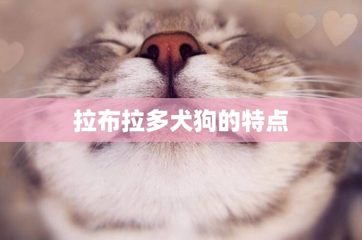 拉布拉多犬狗的特點