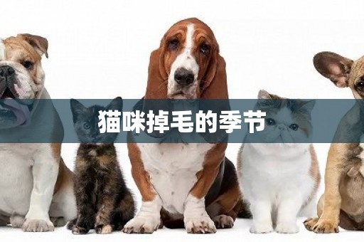 貓咪掉毛的季節