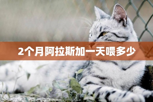2個月阿拉斯加一天喂多少
