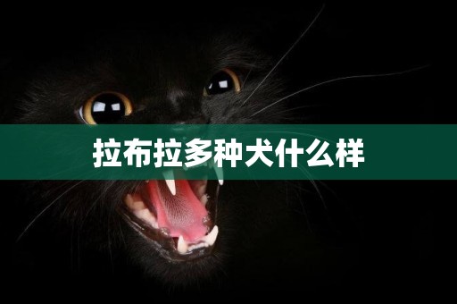 拉布拉多種犬什么樣