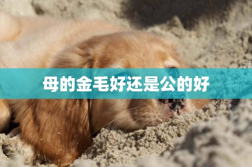 母的金毛好還是公的好