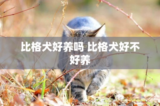 比格犬好養嗎 比格犬好不好養