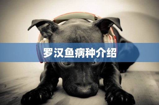 羅漢魚病種介紹
