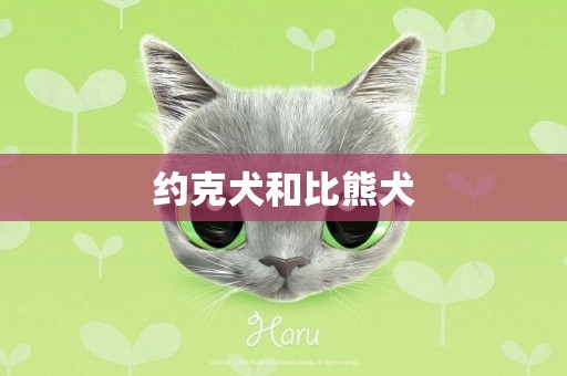 約克犬和比熊犬