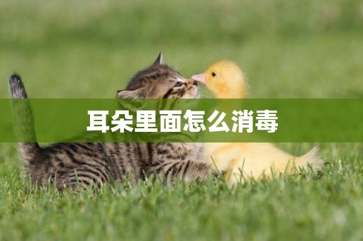 耳朵里面怎么消毒