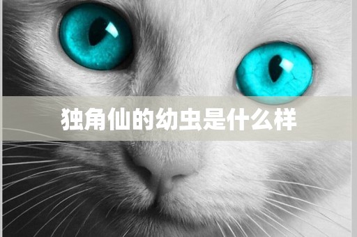 獨角仙的幼蟲是什么樣