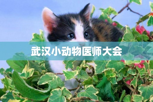 武漢小動物醫師大會