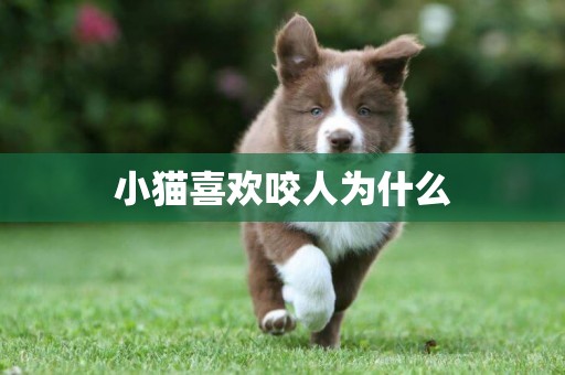小貓喜歡咬人為什么