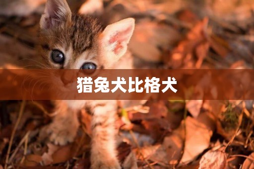 獵兔犬比格犬