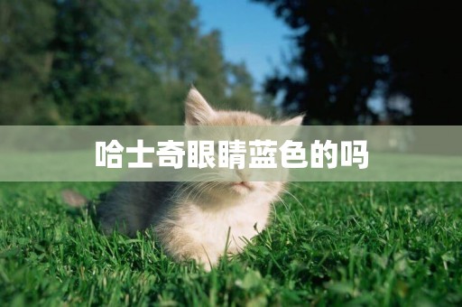 哈士奇眼睛藍色的嗎