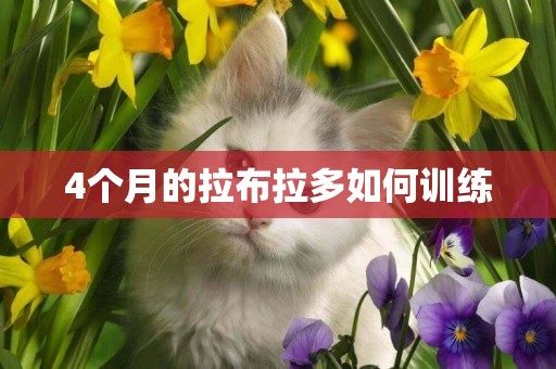 4個月的拉布拉多如何訓練
