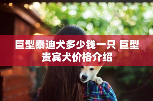 巨型泰迪犬多少錢一只 巨型貴賓犬價格介紹