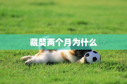 藏獒兩個月為什么