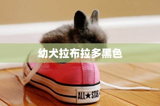 幼犬拉布拉多黑色