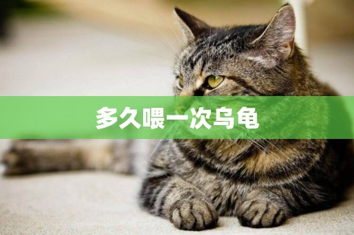 多久喂一次烏龜