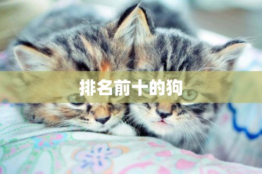排名前十的狗