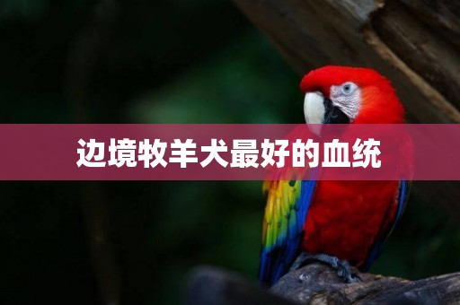邊境牧羊犬最好的血統
