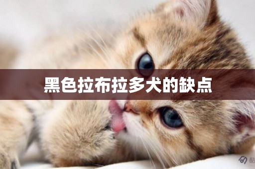 黑色拉布拉多犬的缺點