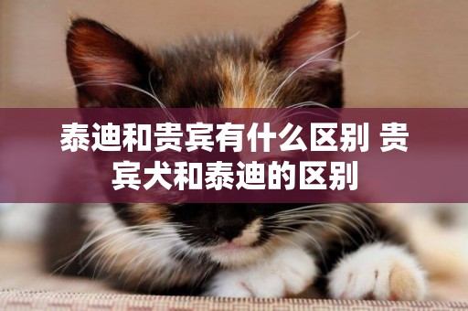 泰迪和貴賓有什么區別 貴賓犬和泰迪的區別