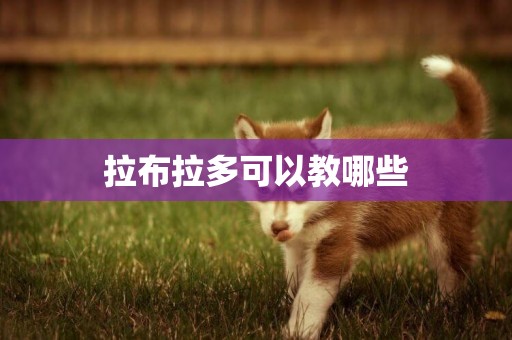 拉布拉多可以教哪些