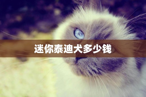 迷你泰迪犬多少錢