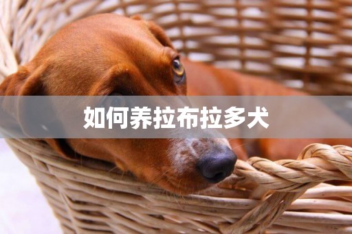 如何養拉布拉多犬