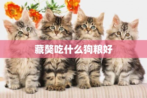 藏獒吃什么狗糧好