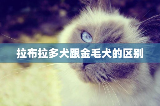 拉布拉多犬跟金毛犬的區別