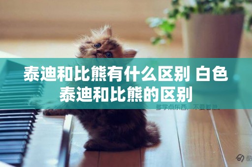 泰迪和比熊有什么區別 白色泰迪和比熊的區別