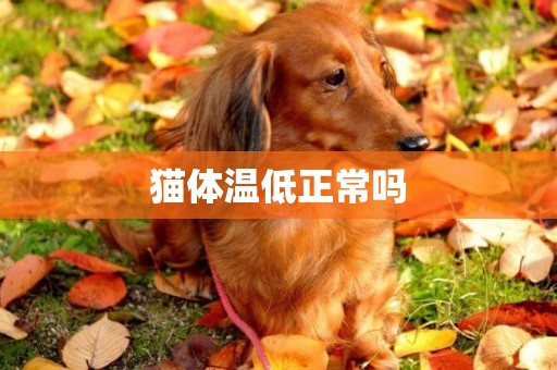 貓體溫低正常嗎