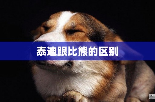 泰迪跟比熊的區別
