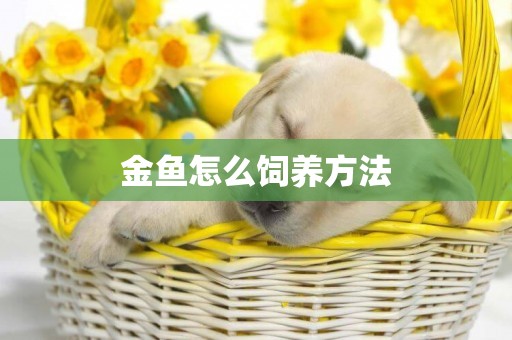 金魚怎么飼養方法